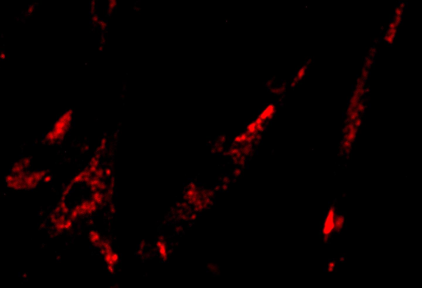 Fluorescent Probe