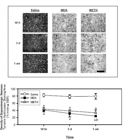 Slices of Mice Brains at Different Periods