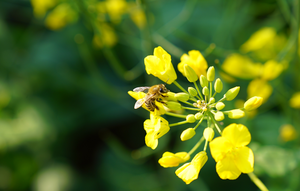 A honey bee is sucking on the flower.