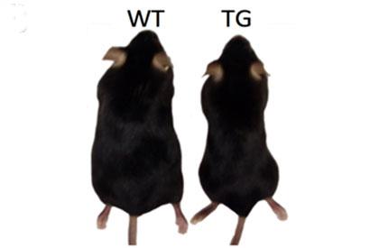 Transgenic vs. Control Mice