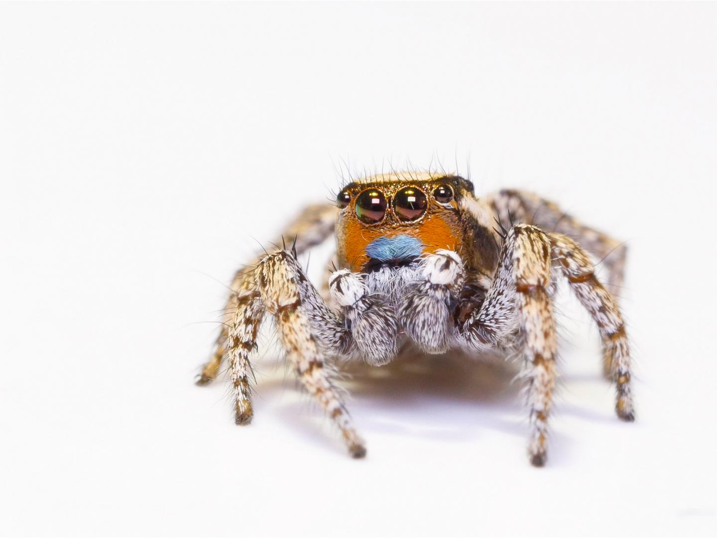 <i>Habronattus sunglow</i> Male