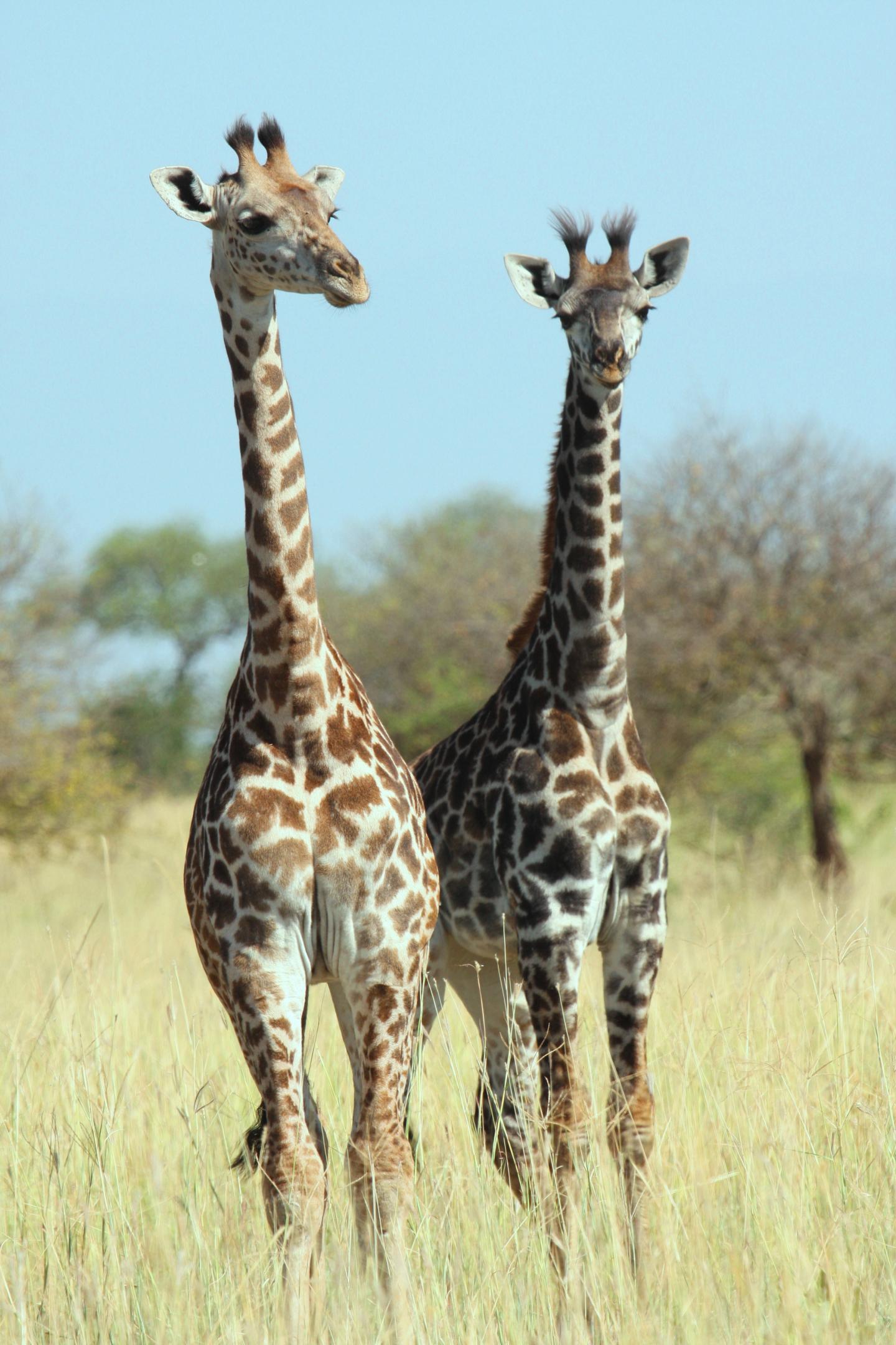 Pair of Giraffes