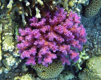 Red Sea Coral