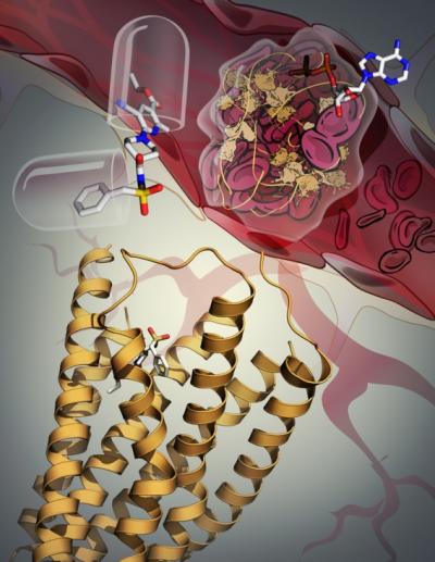 The Crystal Structure and Function of the P2Y12 Receptor