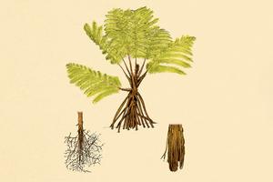 Illustration of the tree fern, Cyathea rojasiana