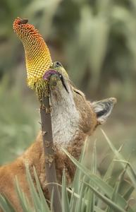 Ethiopian wolf and Ethiopian red hot poker flower 1