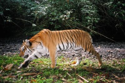 Camera Trap Tiger in Myanmar