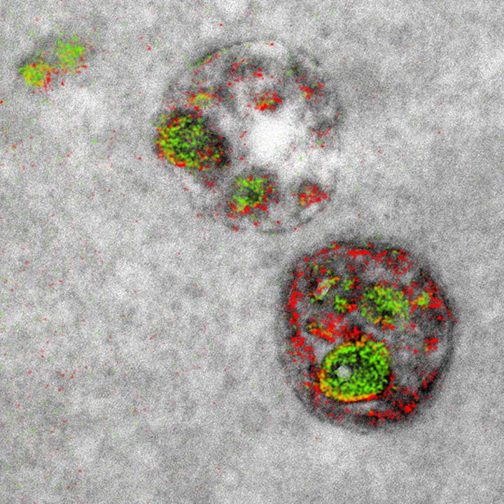 Endosomal Uptake of Peptide Proteins