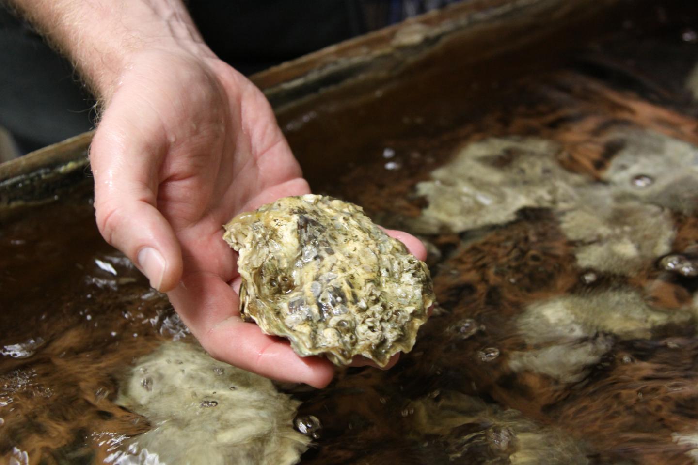 Oyster Vulnerable to Acidification