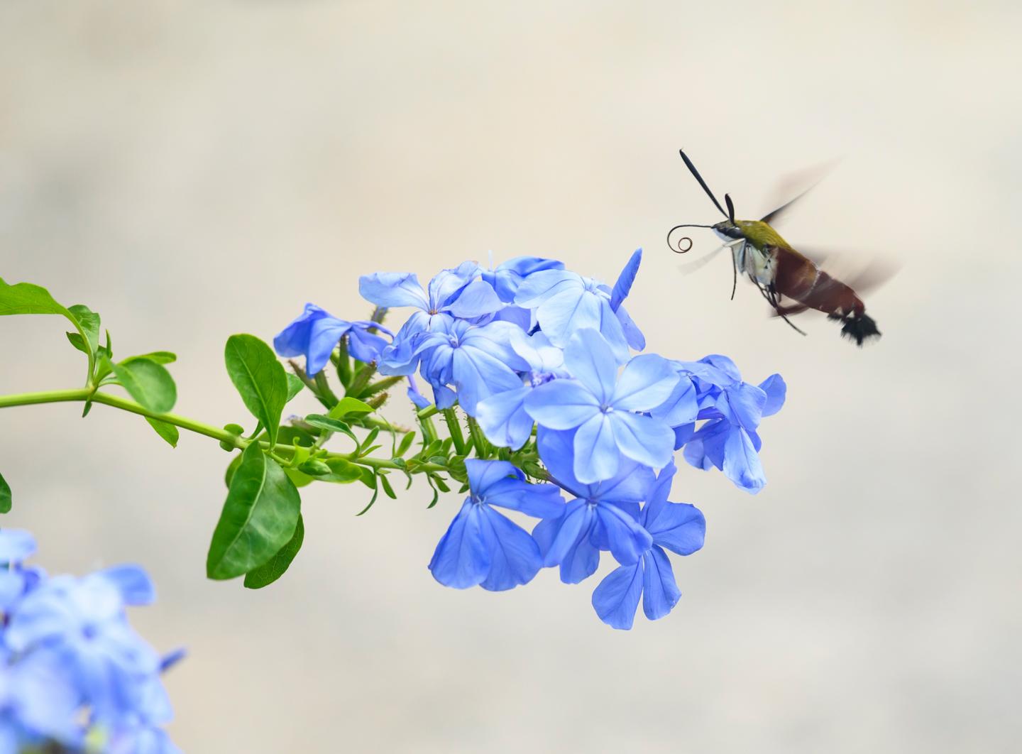 Scientists Outline Simple Ways of Protecting Insects