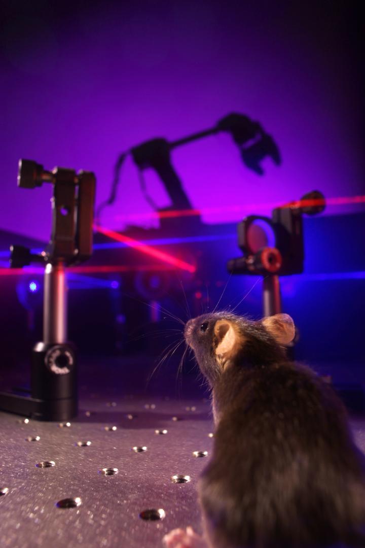 A Novel Optical Brain-Machine Interface