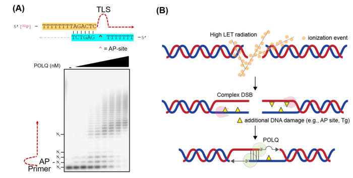 Figure 2 [IMAGE] | EurekAlert! Science News Releases