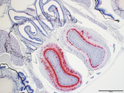 Army Scientists Establish First Lethal Mouse Model for COVID-19