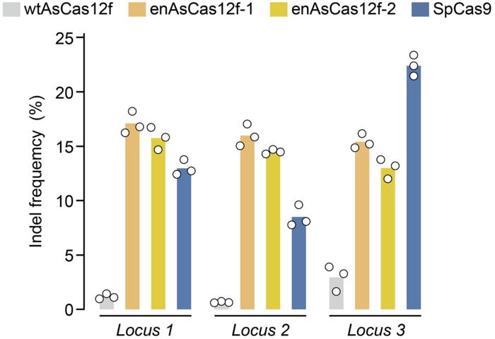 Genome-editing ability of AsCas12f variants in three human cell lines