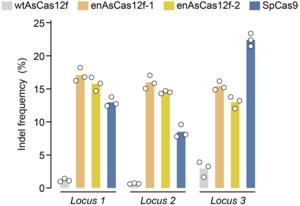 Genome-editing ability of AsCas12f variants in three human cell lines
