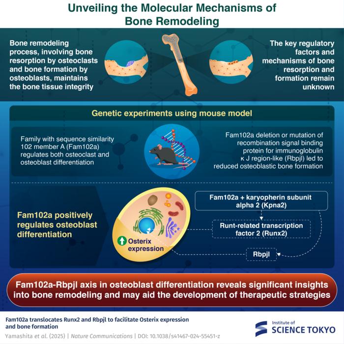 Unveiling the Molecular Mechanisms of Bone Remodeling