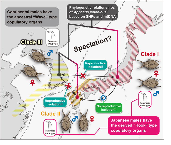 Phylogenetic relationships of Appasus japonicus