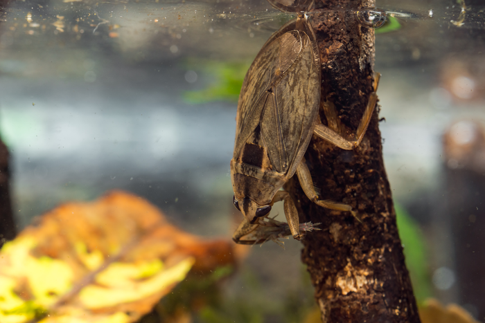 Appasus japonicus feeding