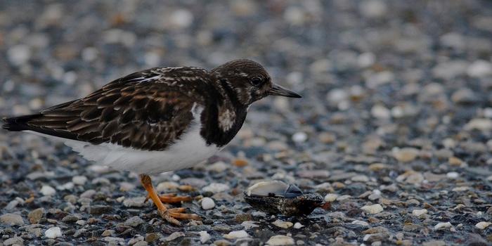 Ruddy turnstones