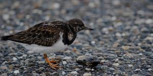 Ruddy turnstones