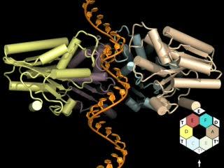 Rho Protein Motor
