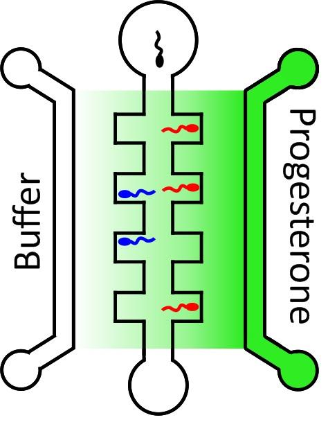 A New Way to Assess Male Fertility