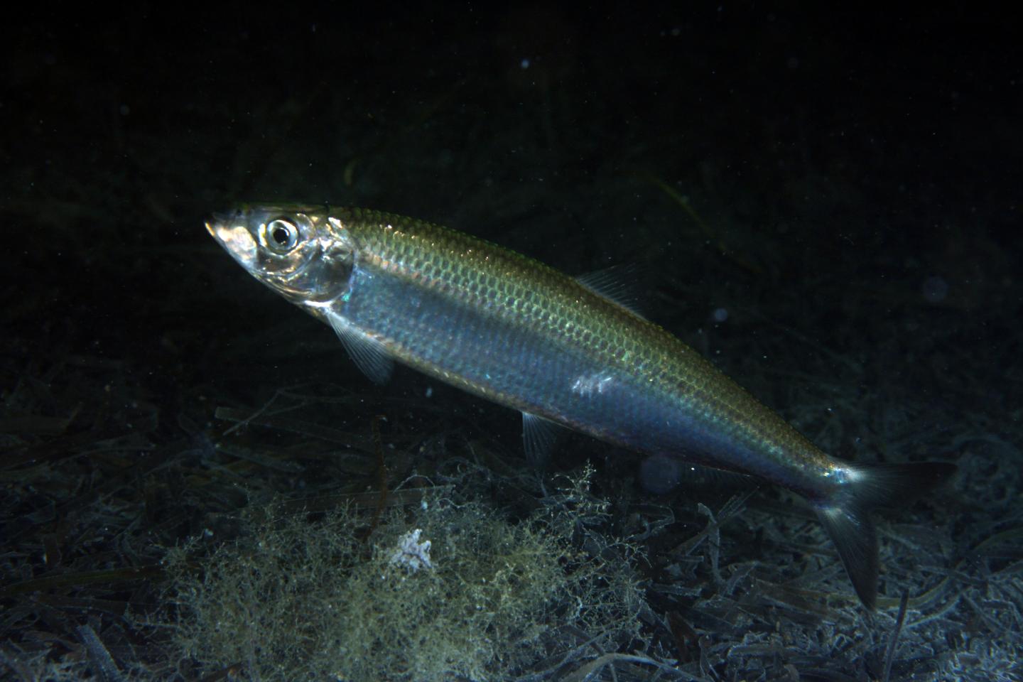 Atlantic Herring [IMAGE] | EurekAlert! Science News Releases