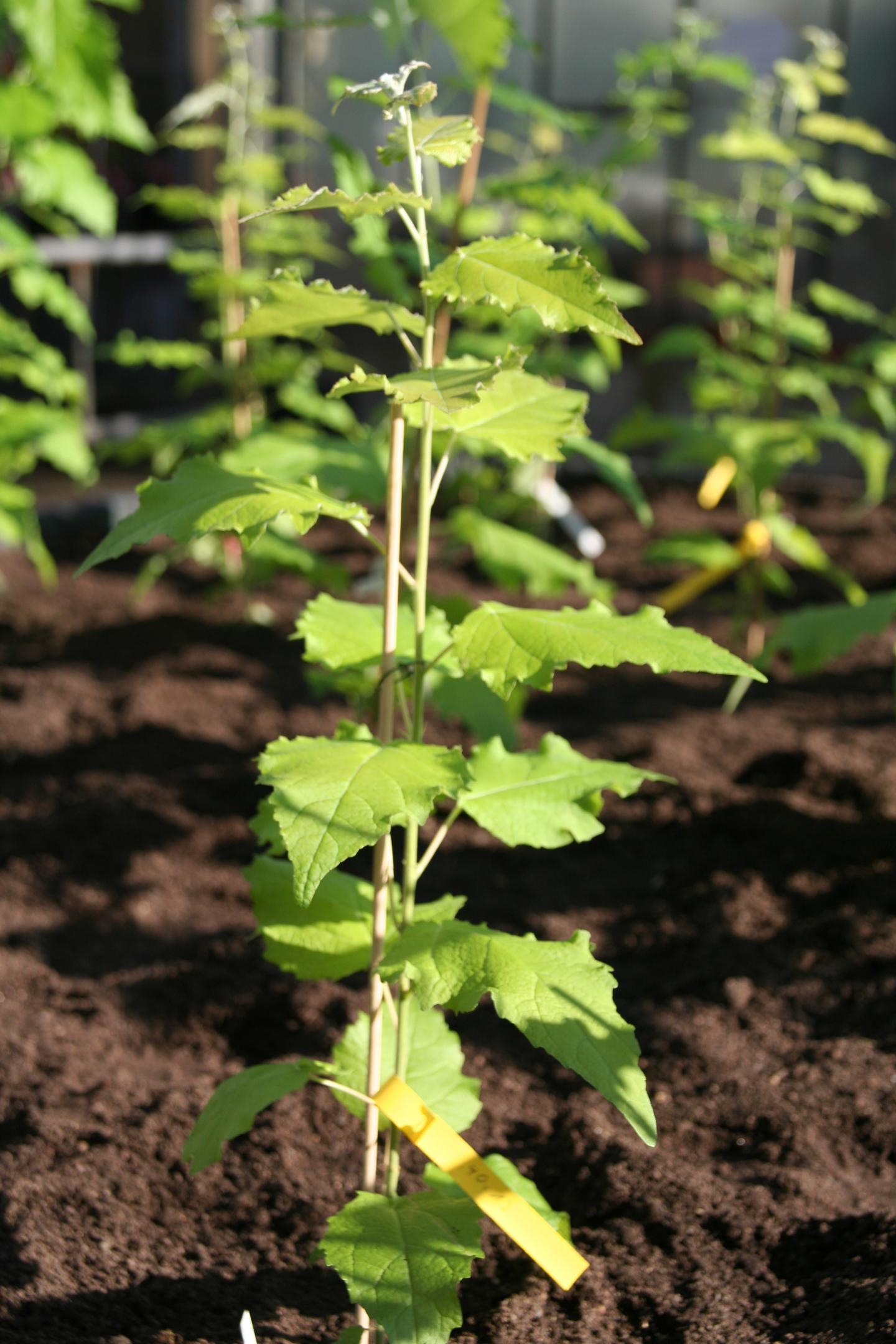 EU Decision Process Hinders Use of Genetically Modified Trees