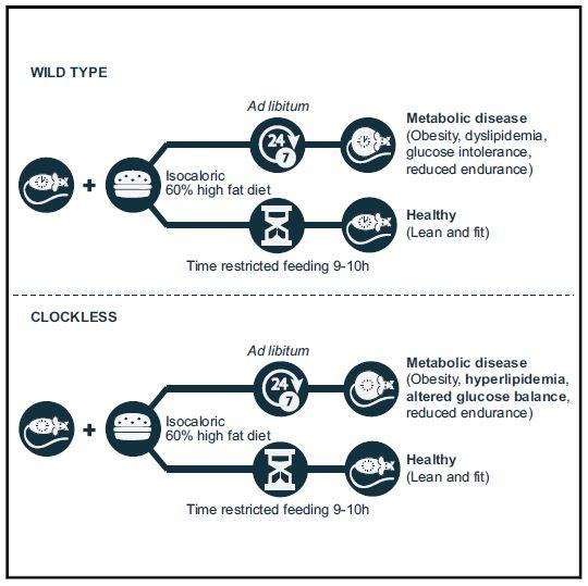 Circadian Clock Graphical Abstract