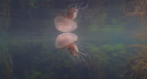 Compass jellyfish