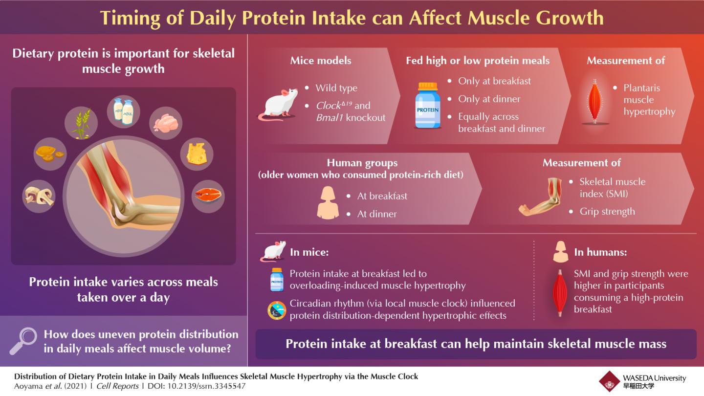 Championing chrononutrition with protein, the | EurekAlert!