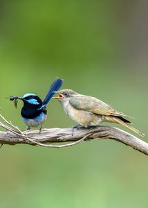 A host bird brings food to a cuckoo fledgling