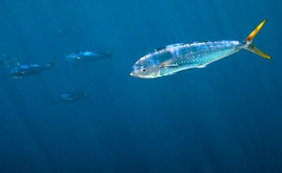 Dolphinfish off Big Pine Key