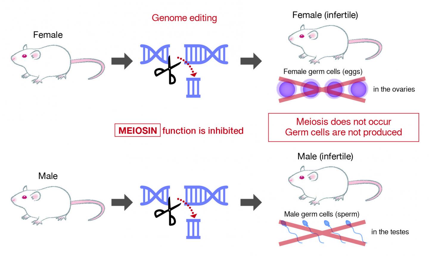 Meiosin遺伝子を阻害すると、モデル動物は不妊症になる