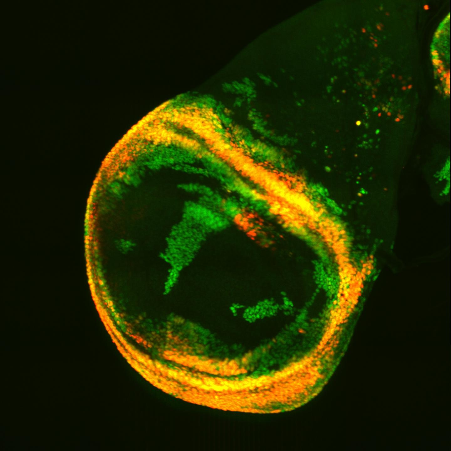 Location, Location, Location: Cellular Hotspots for Tumors and Regeneration