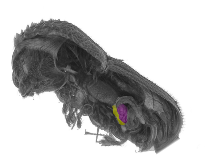 Micro-computertomographic reconstruction of the powderpost beetle Dinoderus porcellus