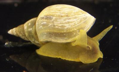 Pond Snails Help Scientists Discover How T-type Channels Work