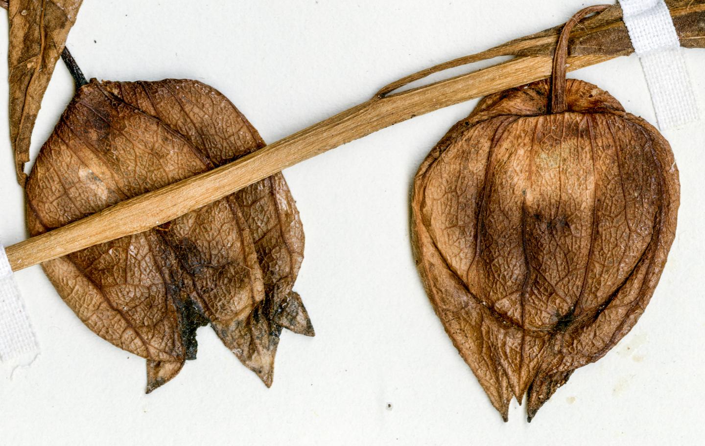 Dried Modern Tomatillo