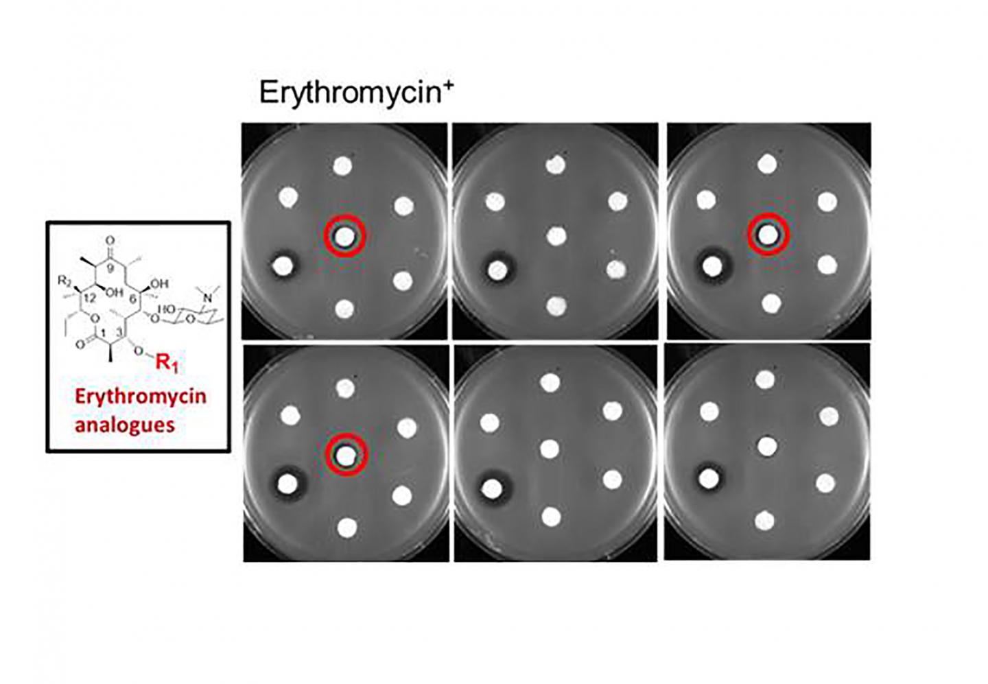 Engineering New Variants of Common Antibiotics Could Stave Off Drug Resistance