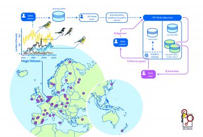 The SPI-Birds network in a nutshell