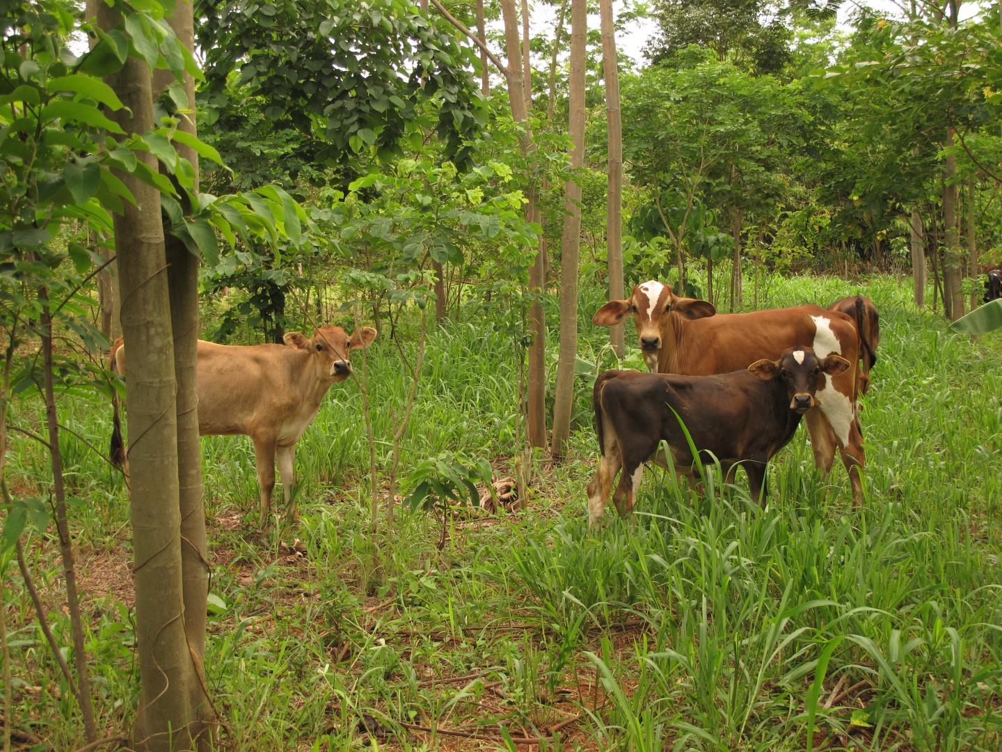 Cows Grazing under Trees