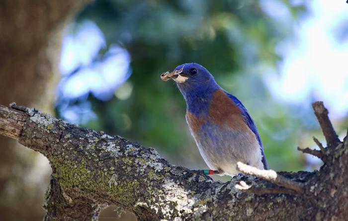 bluebird eats insect