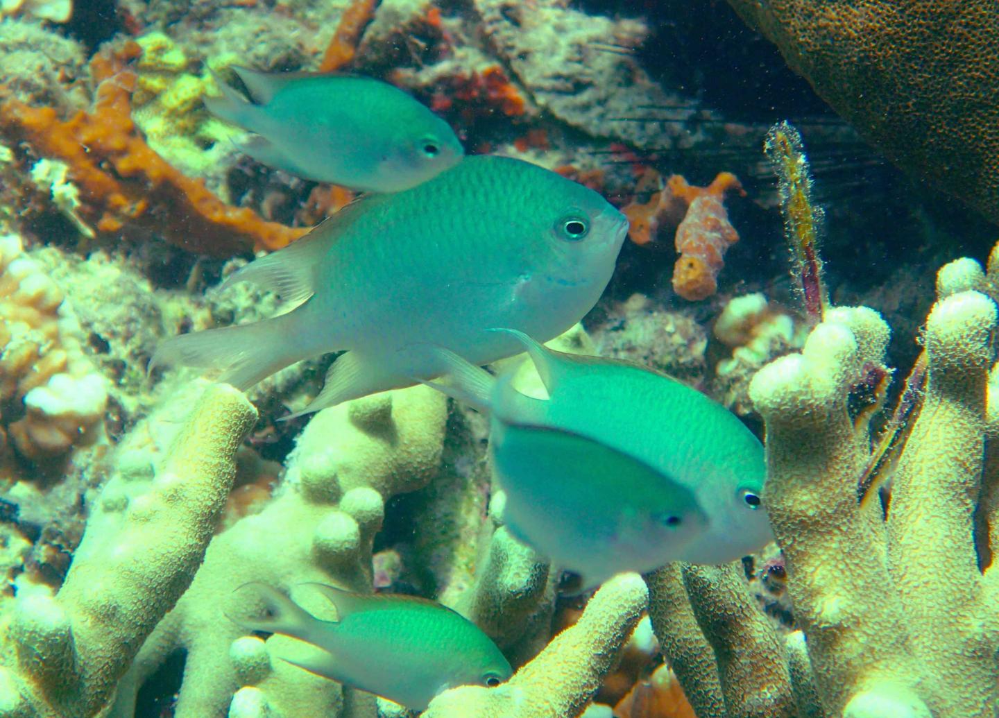 Damselfish care outlet