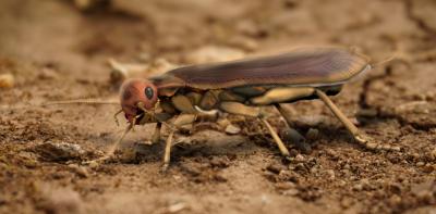 Virtual Model of the Last Common Ancestor of Polyneoptera