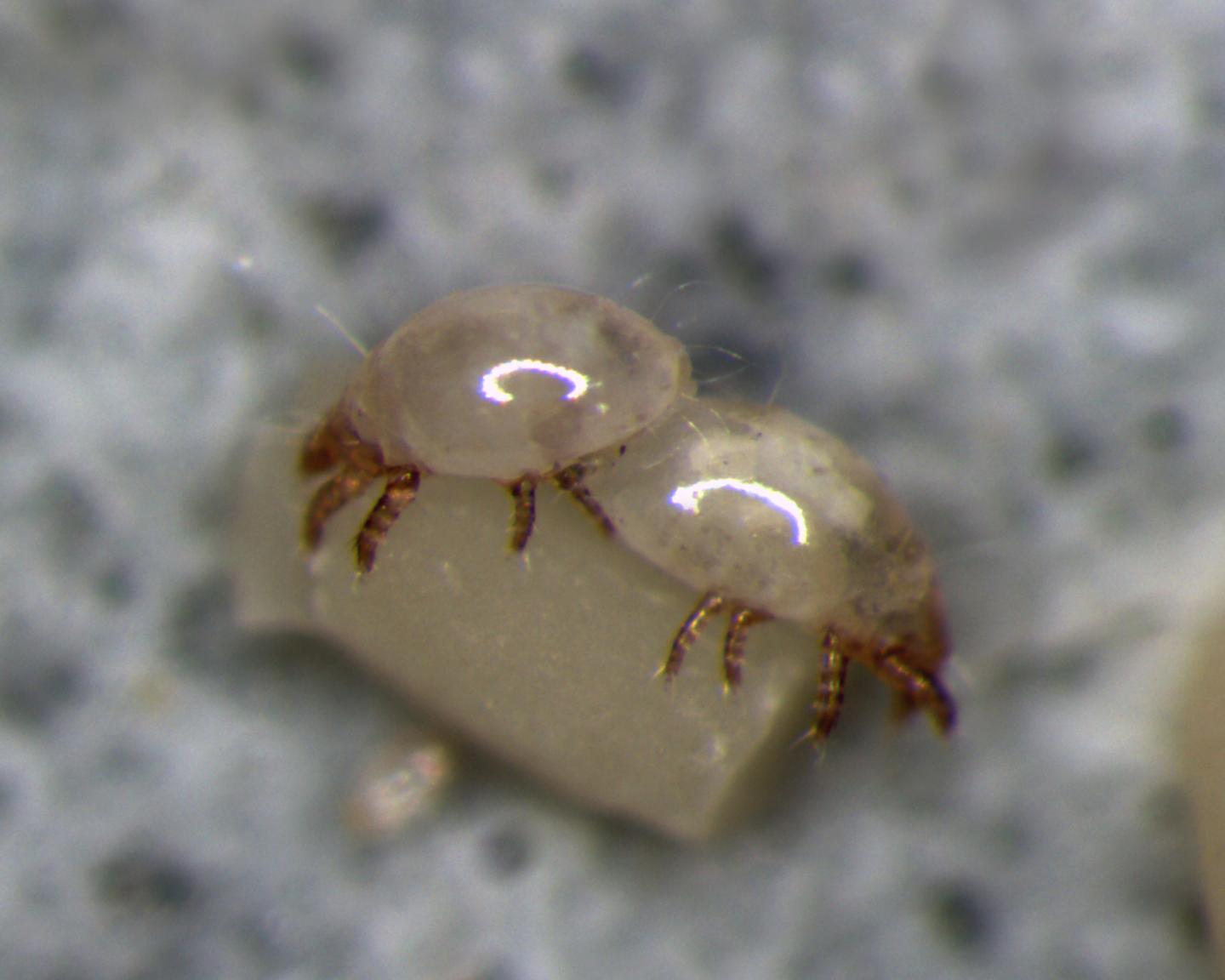 Favoring Family Boosts Bulb Mite Reproductive Fitness (2 of 4)