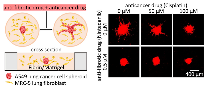 3D co-culture system mimics the tumor microenvironment for studying the impact of drug combinations