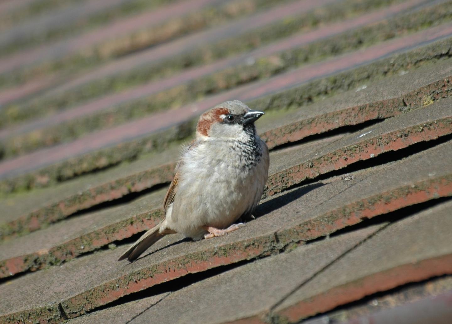 House Sparrow