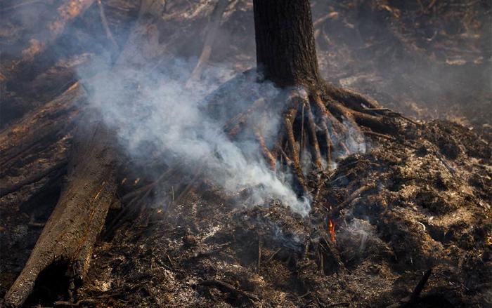 Wildfires in Chornobyl Exclusion zone