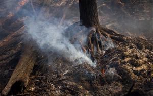 Wildfires in Chornobyl Exclusion zone