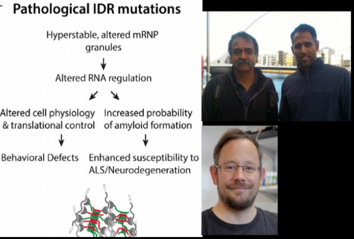 Pathological IDR Mutations